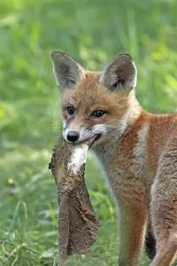Foxes In The Wild Prints: Foxes in the forest in the wild