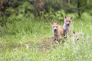 Wild Animal Predators Prints: Foxes in the forest in the wild