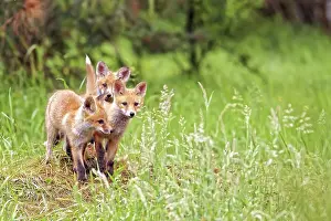 Wild Animal Predators Prints: Foxes in the forest in the wild