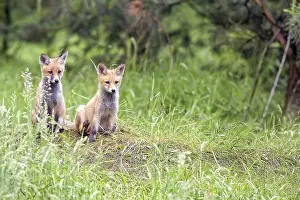 Predator Animal Photos Prints: Foxes in the forest in the wild