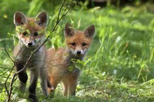Forest Glade Wildlife Site Prints: Foxes in the wild, in a clearing
