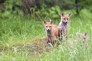 Wild Animal Predators Prints: Foxes in the wild, in a clearing