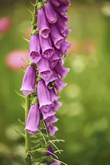 Natural Environment Stock Photos Prints: Foxglove with Bumblebee