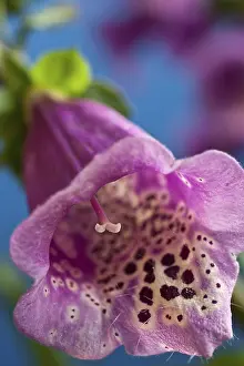 Medicinal Plant Prints: Foxglove -Digitalis