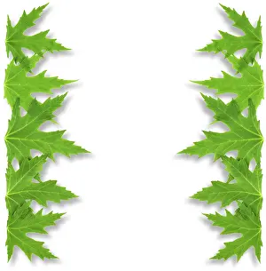 White Background Decoration Prints: Frame of mapple leaf