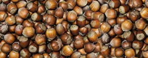 Harvest Concept Image Prints: Full Frame of organic hazelnuts with nutshell