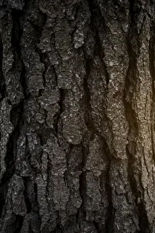 Weathered Tree Bark Prints: Full frame shot tree bark
