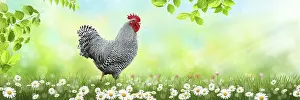 Bird Photography Outdoors Prints: Free range chicken