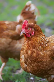 Animal Husbandry Practices Prints: Free-range chickens