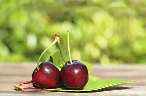 Fresh Cherries Prints: Fresh cherries