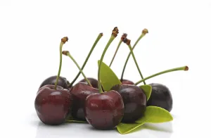 Studio Shot Of Cherries Prints: Fresh cherries