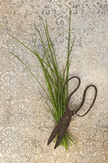 View From Above Prints: Fresh chive and scissors from above