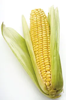Fresh Corn on the Cob Print