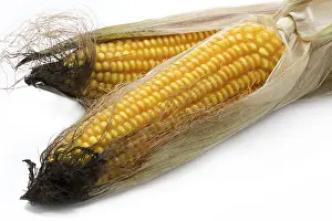 Fresh Corn Prints: Fresh corn on the corn cob on a white background