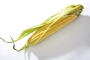 Balanced Diet Grocery Shopping Tips Prints: Fresh corncob