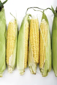 Balanced Diet Food Images Prints: Fresh corncobs
