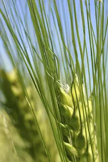 Agrarian Landscape Pictures Prints: Fresh ear of grain