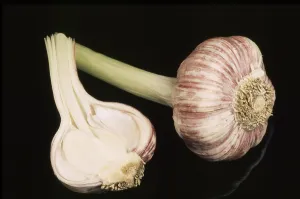 Fresh Garlic Prints: Fresh garlic