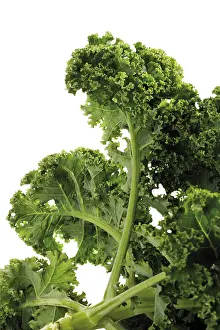 Fresh Green Vegetables Prints: Fresh green cabbage