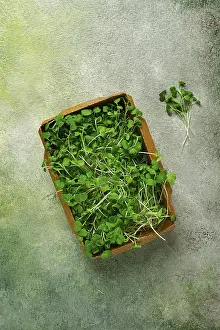 Vegetable Cultivation Prints: Fresh micro-greenery, in a paper container