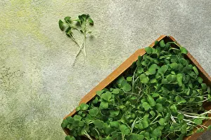 Fresh Greens Prints: Fresh micro-greenery, in a paper container
