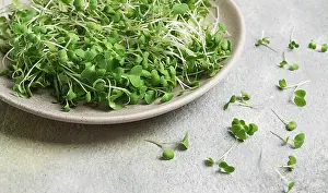 Leafy Vegetables Prints: Fresh micro-greenery, on a plate
