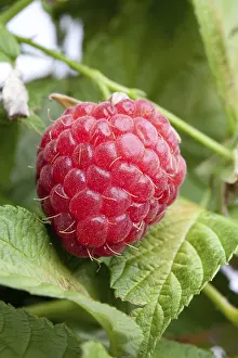 Close Up Detail Prints: Fresh raspberry