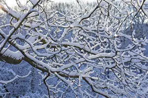 Deserted German Forest Scene Prints: Fresh snow on the branches of a tree