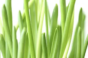 Springtime Plants Prints: Fresh spring plants