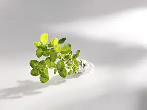 Fresh Thyme Prints: Fresh Thyme