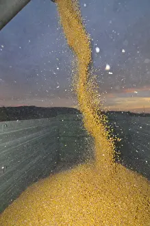 Uninhabited Agricultural Land Prints: Freshly harvested corn kernels fall into a container