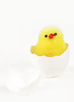 Resurrection Symbolism Prints: Freshly hatched chick