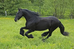 Frisian Horse Breed Prints: Friese, ongoing