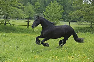 Frisian Horse Breed Prints: Friese, ongoing