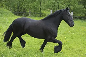 Frisian Horse Breed Prints: Friese, ongoing