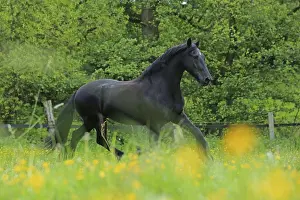 Domestic Horses Prints: Friese, ongoing