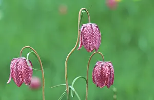 Checkerboard Flower Prints: Fritillary