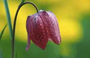 Checkerboard Flower Prints: Fritillary