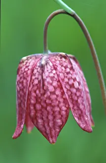 Checkerboard Flower Prints: Fritillary