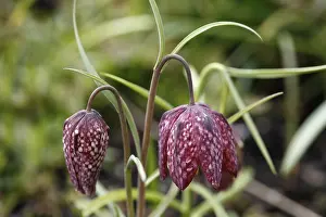 European Flowers Prints: Fritillary, Checkered Daffodil