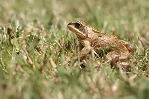 Fauna In Natural Habitats Prints: Frog in the Grass