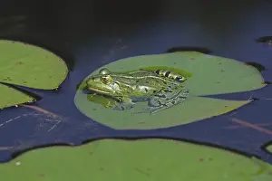 Aquatic Plant Life Prints: Frog on lily leaf