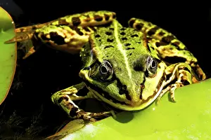 Green Frog Prints: Frog in front view on green leaf