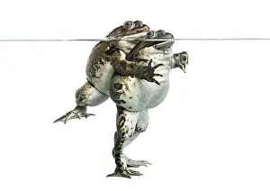 Amphibian Courtship Display Prints: Frogs copulating under clear water