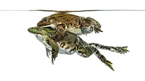 Animal Courtship Display Prints: Frogs copulating under clear water
