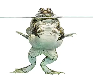 Amphibian Courtship Display Prints: Frogs copulating under clear water
