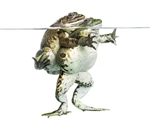 Mating Season Wildlife Images Prints: Frogs copulating under clear water