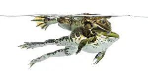 Copulation In Nature Prints: Frogs copulating under clear water