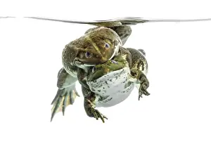 Amphibian Courtship Display Prints: Frogs copulating under clear water
