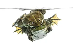 Clear Water Scene Prints: Frogs copulating under clear water